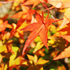 紅葉