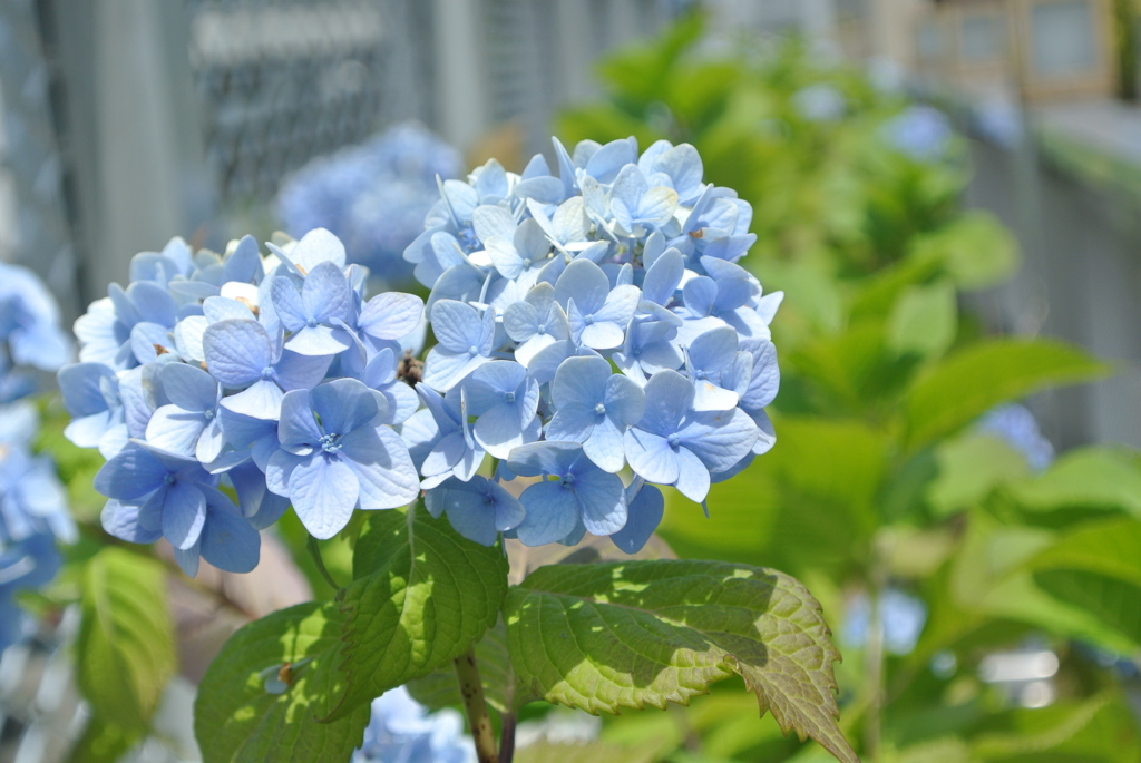 紫陽花
