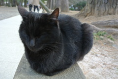 黒猫