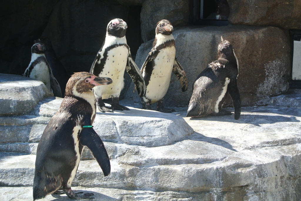 ペンギン