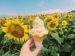 ひまわりソフト