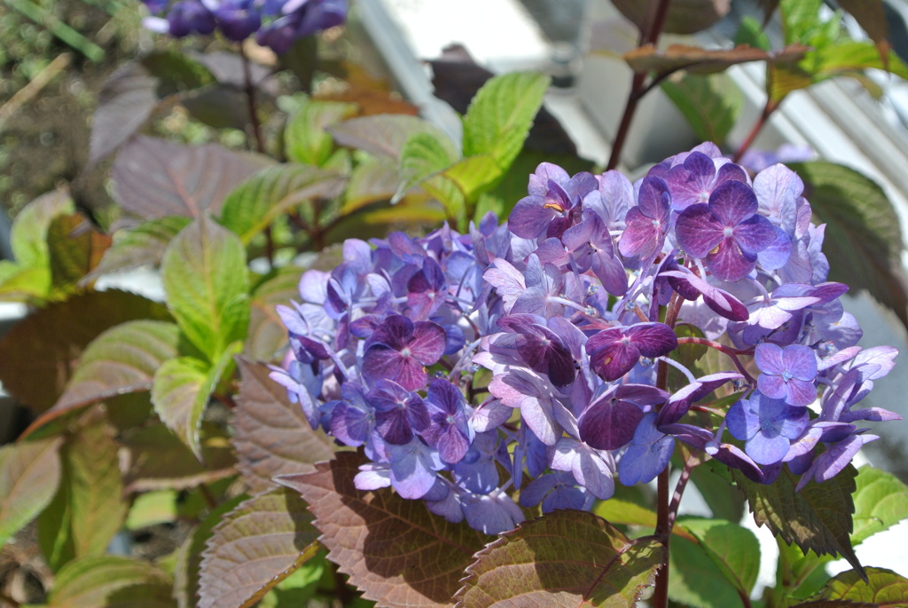 紫陽花