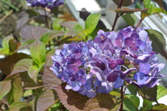 紫陽花