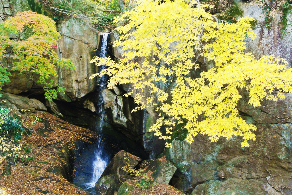 紅葉×滝