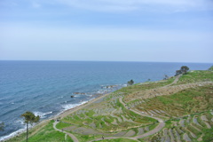 千枚田