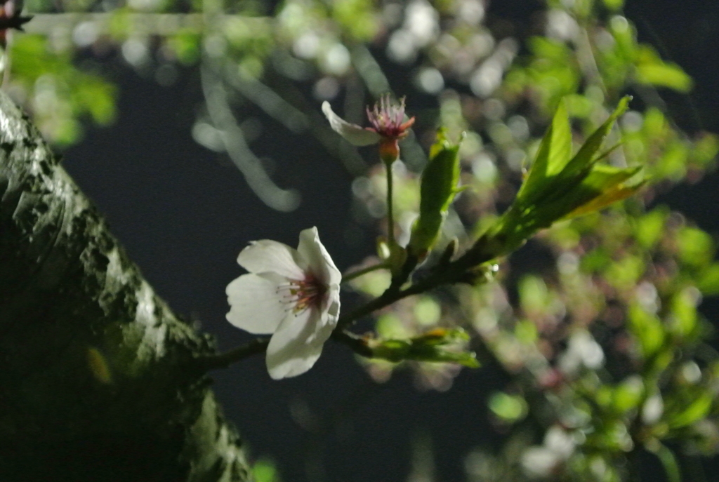 葉桜