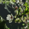 葉桜