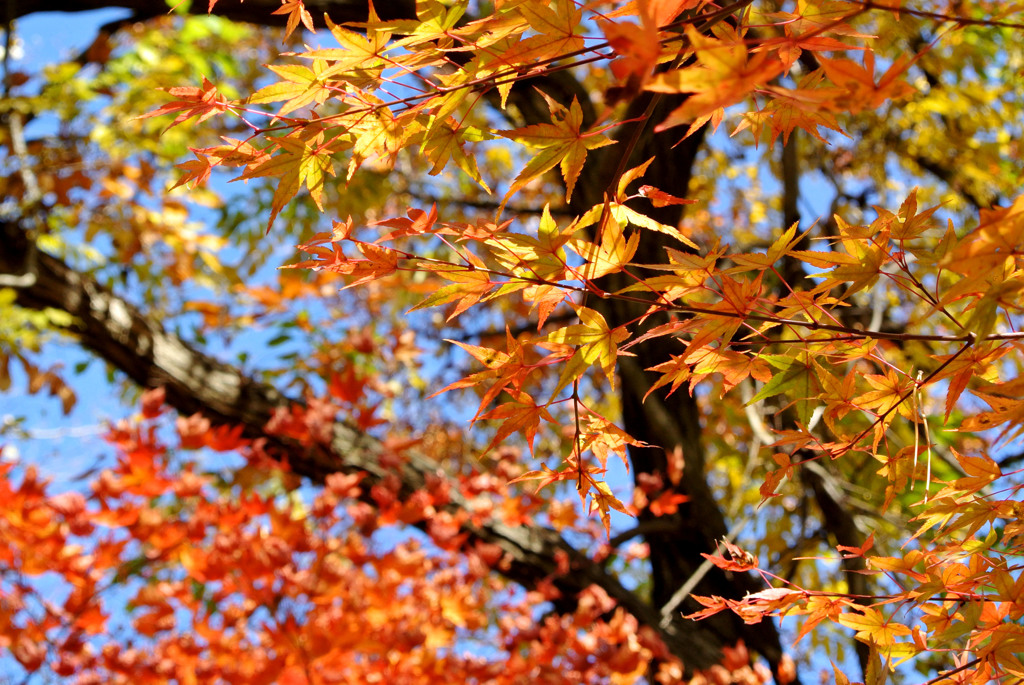 紅葉