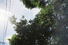 木漏れ日