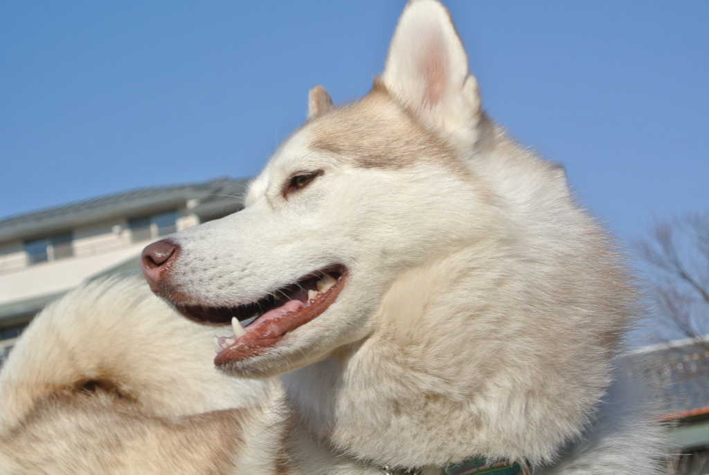 ふっ