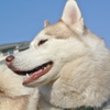 ふっ