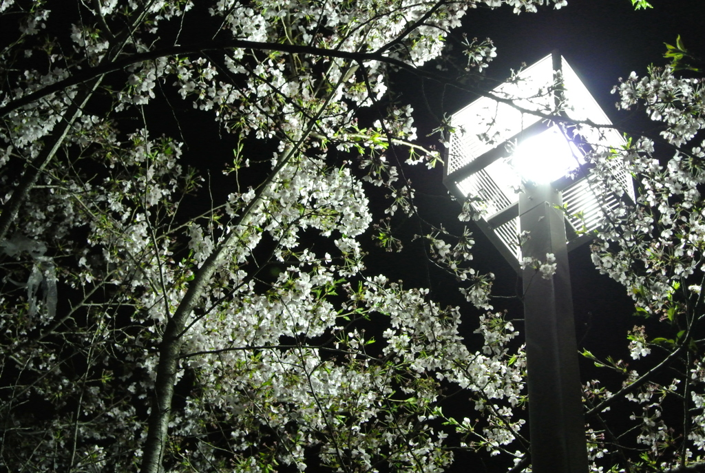 葉桜