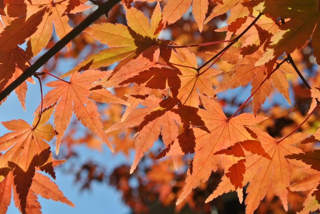 紅葉