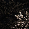 桜静
