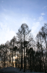 夕刻の木漏れ日