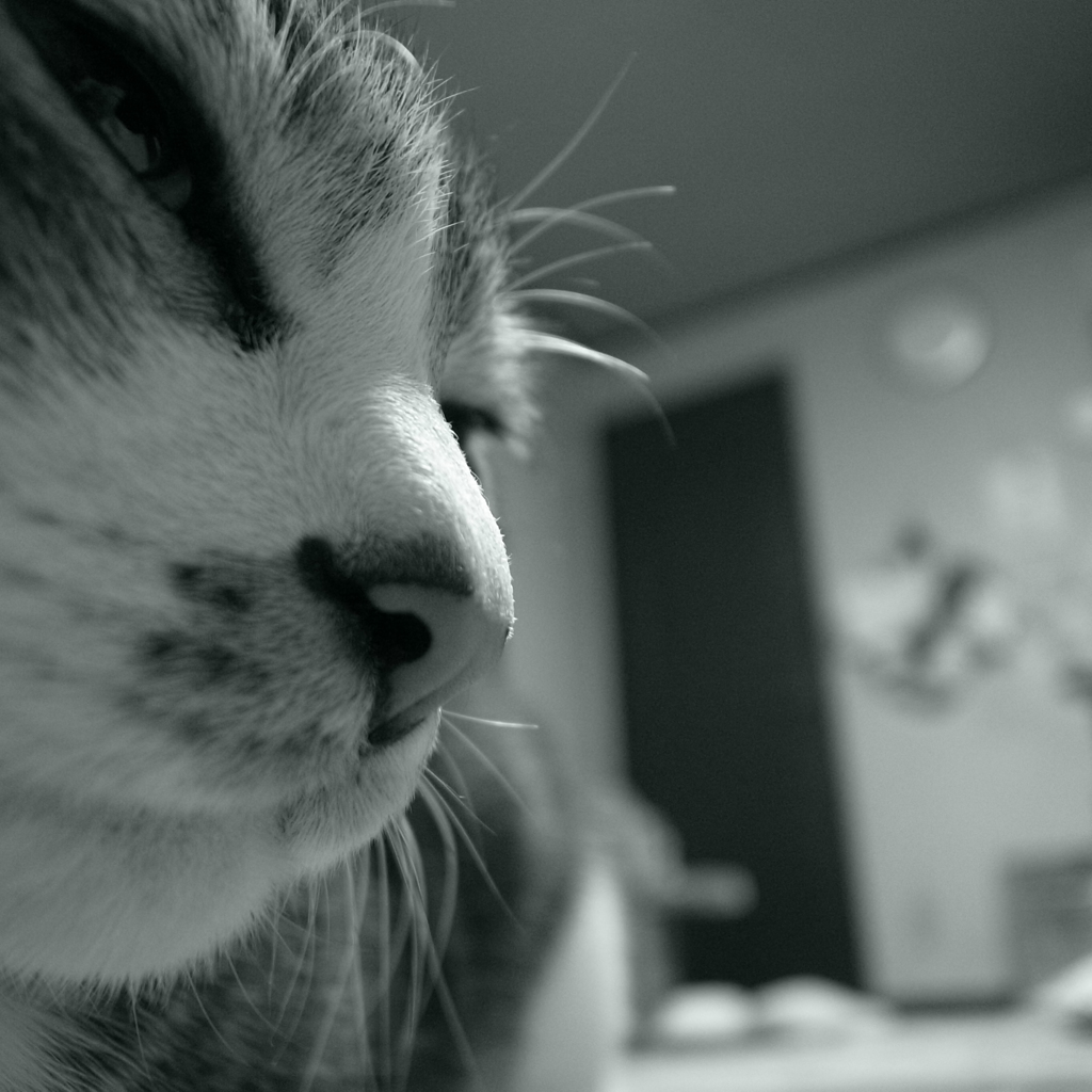 ヒゲ