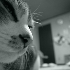 ヒゲ