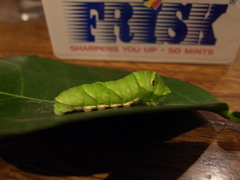 プニプニ