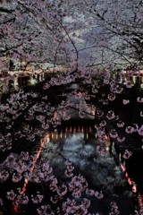 目黒川桜祭