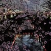 目黒川桜祭