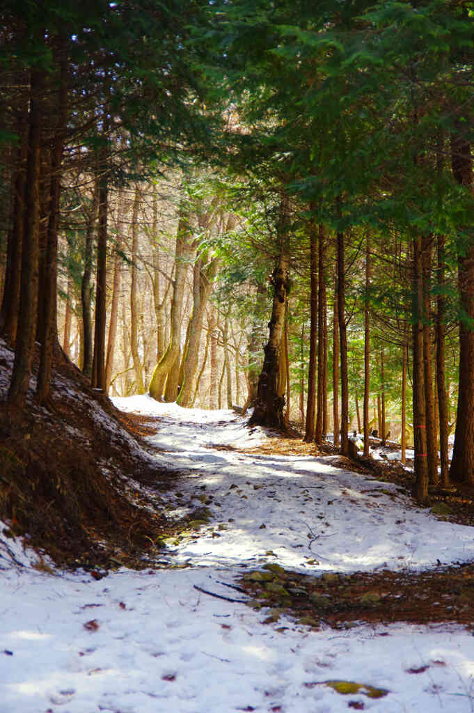 雪の残る登山道