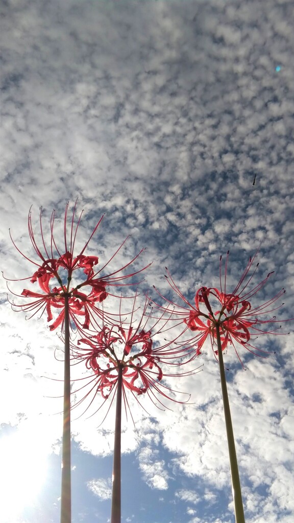 曼珠沙華と秋の空
