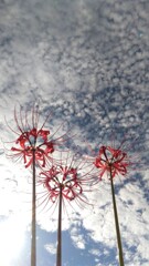 曼珠沙華と秋の空