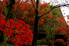 晩秋
