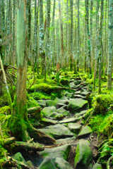 苔の道