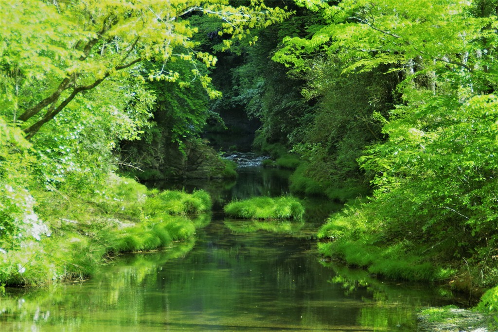 緑鮮やか