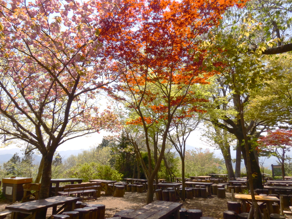 桜ともみじと新緑と