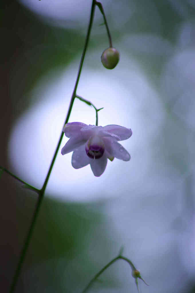 華一輪