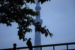 スカイツリー 浅草