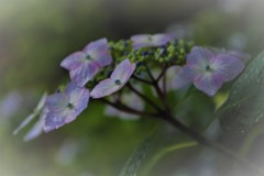 雨の公園