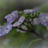 雨の公園