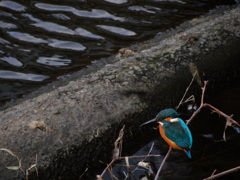 ちょっと太めなカワセミ