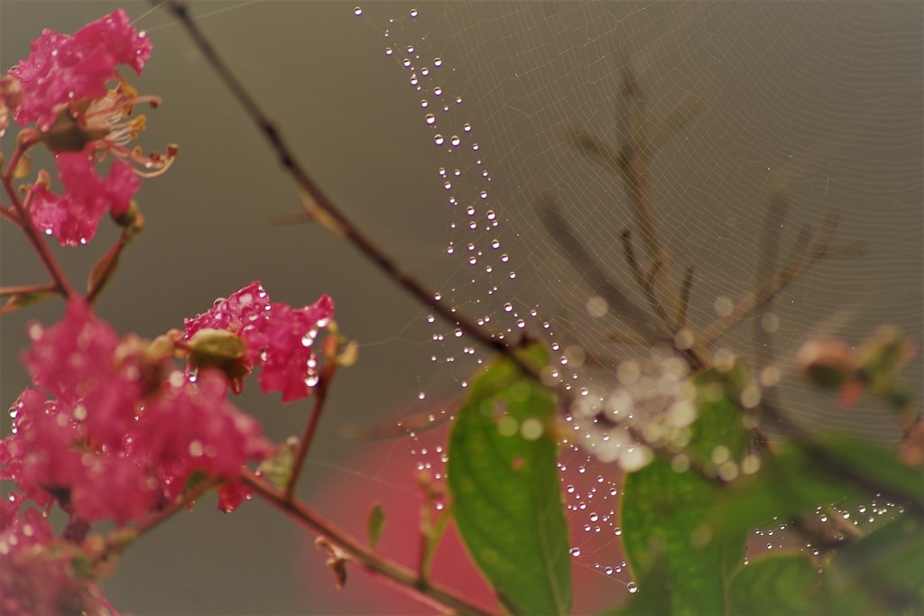 蜘蛛の作品2