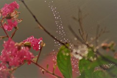 蜘蛛の作品2