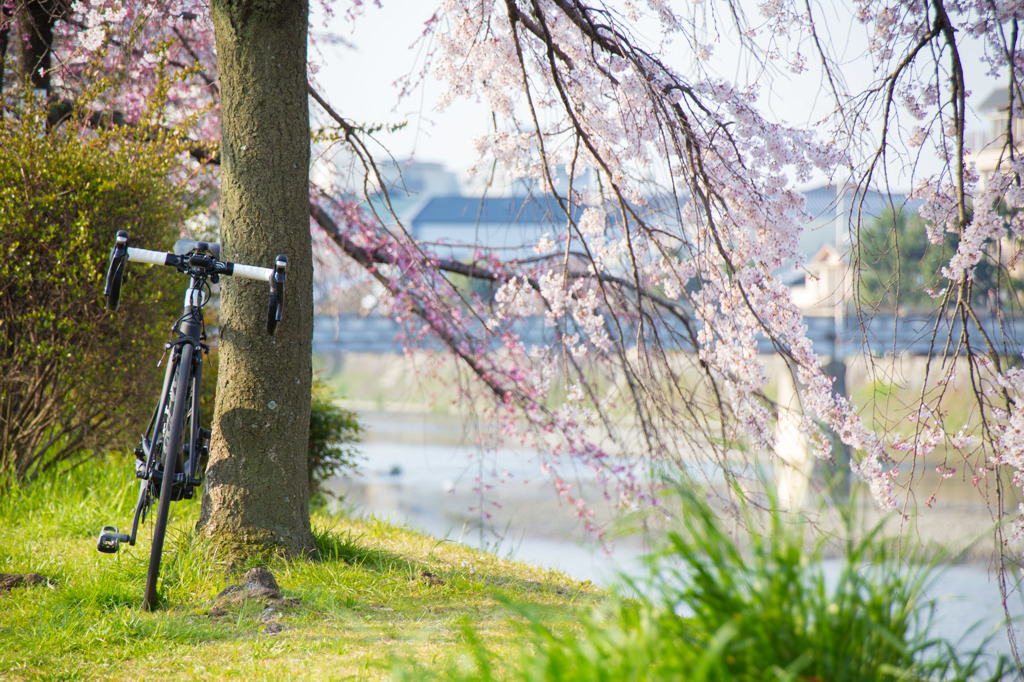 cervelo × 桜