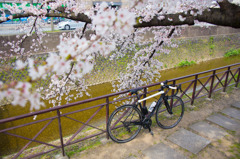 cervelo × 天神川の桜