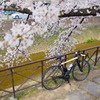 cervelo × 天神川の桜
