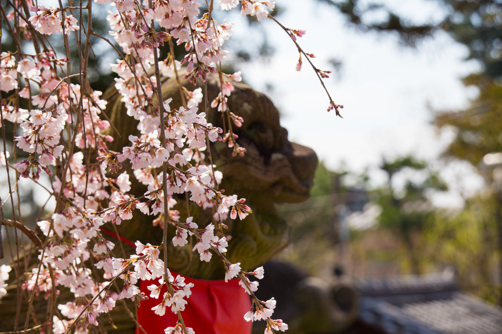 早咲きの桜を探して