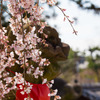 早咲きの桜を探して