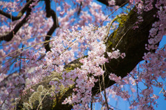 早咲きの桜を探して