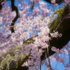 早咲きの桜を探して
