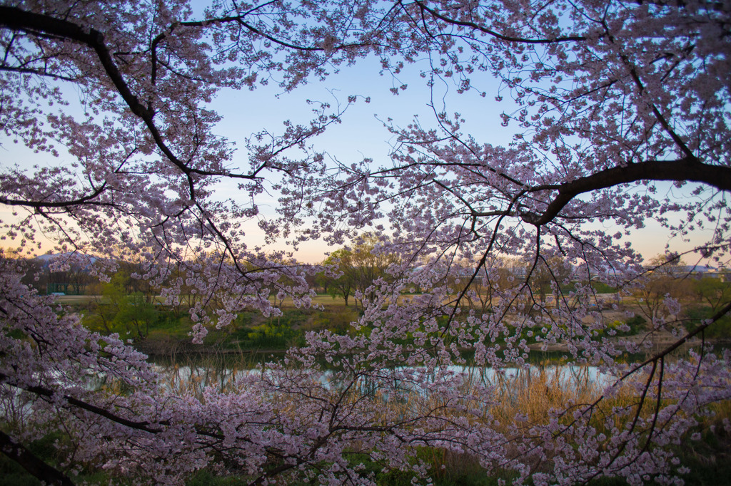 桜 × 夕刻 × 淀川河川公園背割堤地区