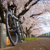 cervelo × 鴨川下流の桜