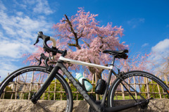 cervelo × 円山公園の枝垂れ桜