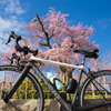 cervelo × 円山公園の枝垂れ桜