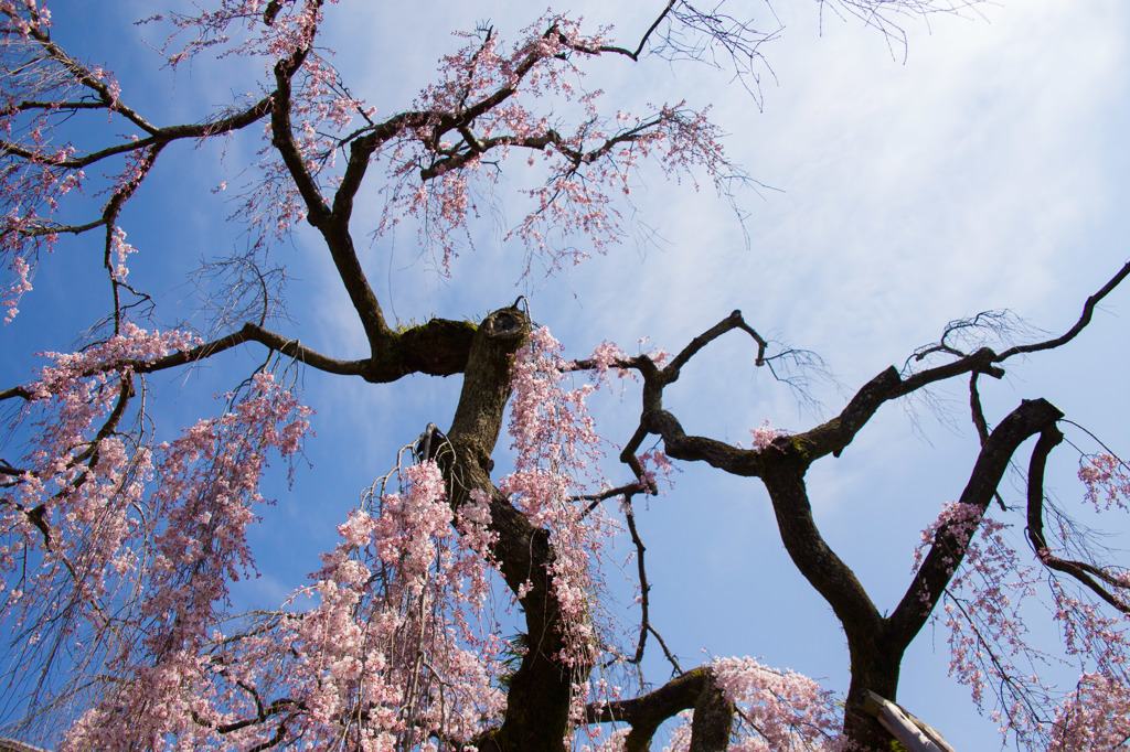 早咲きの桜を探して